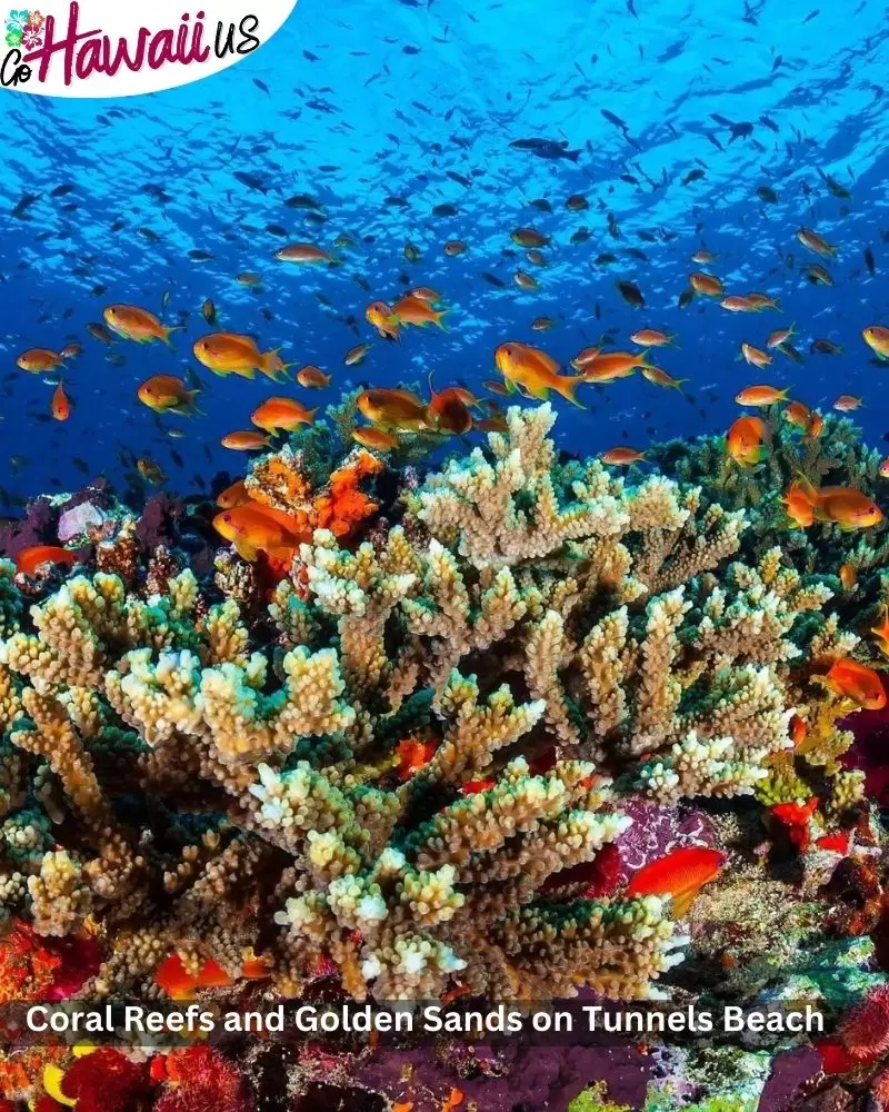 Coral Reefs and Golden Sands on Tunnels Beach