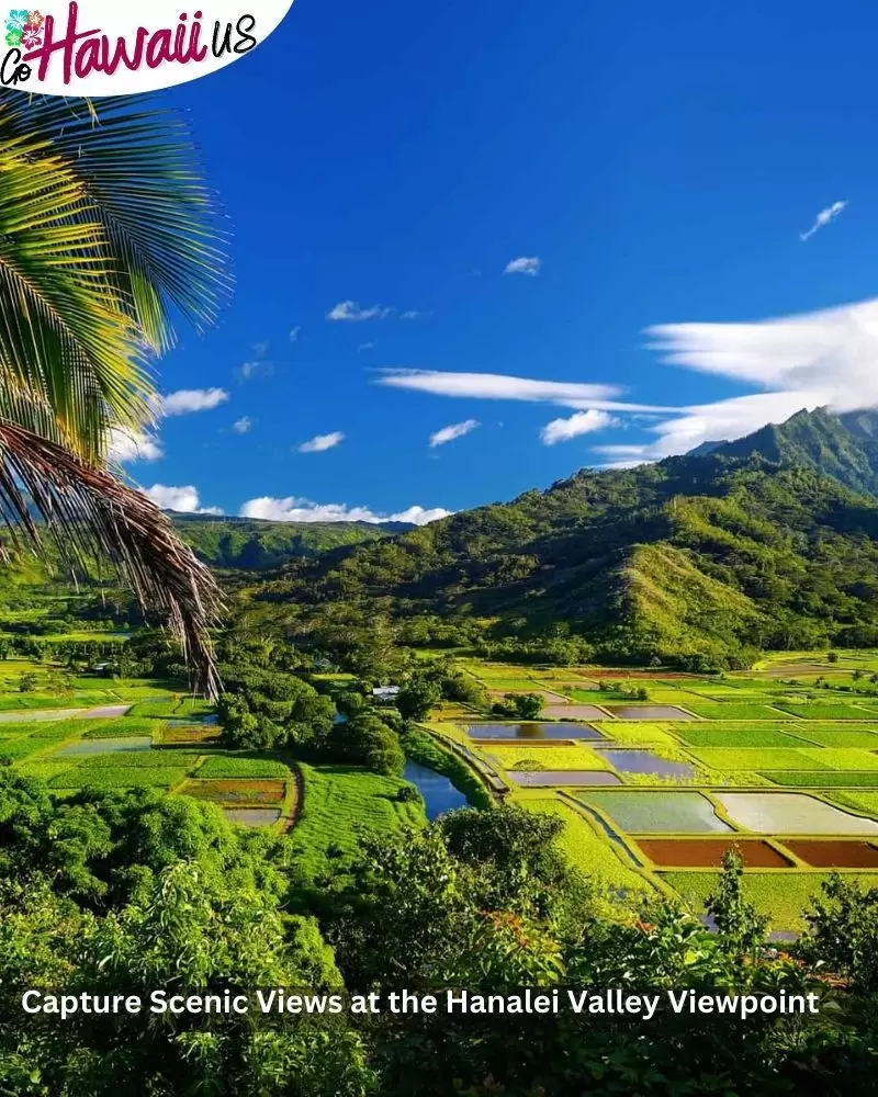 Capture Scenic Views at the Hanalei Valley Viewpoint