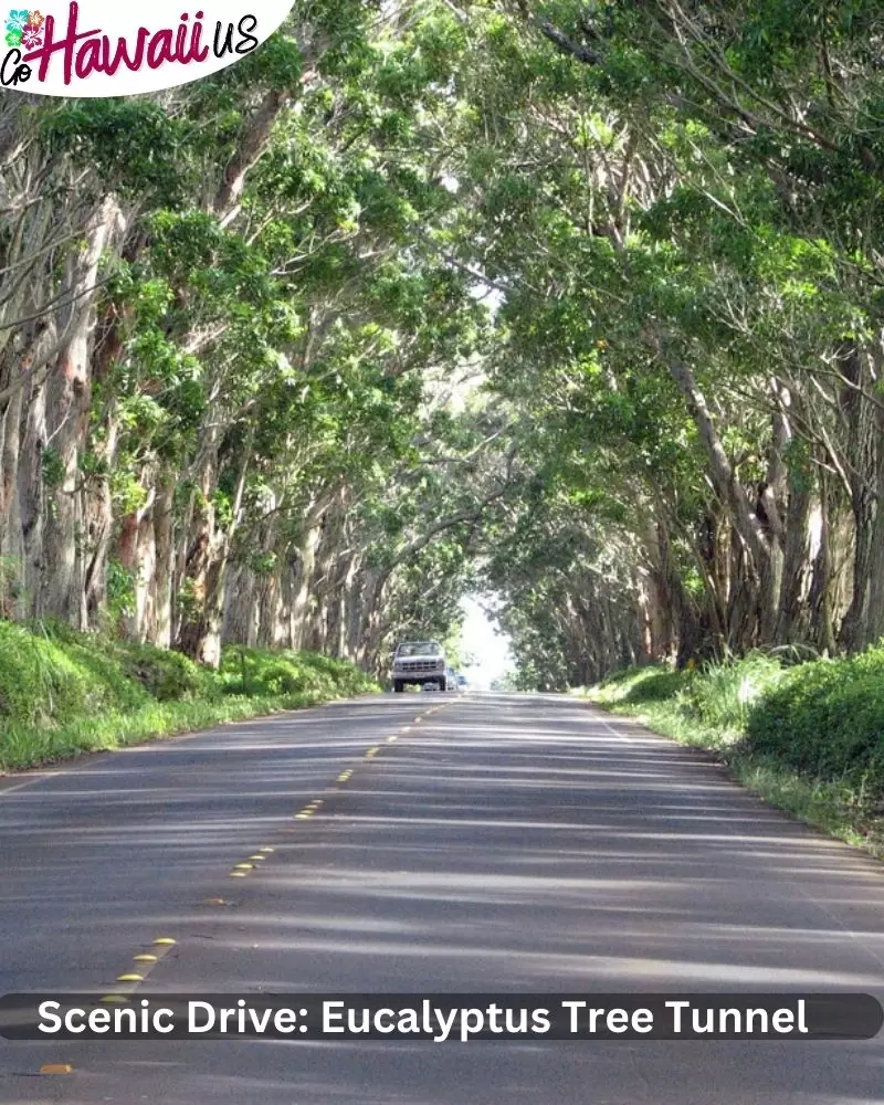 Scenic Drive: Eucalyptus Tree Tunnel