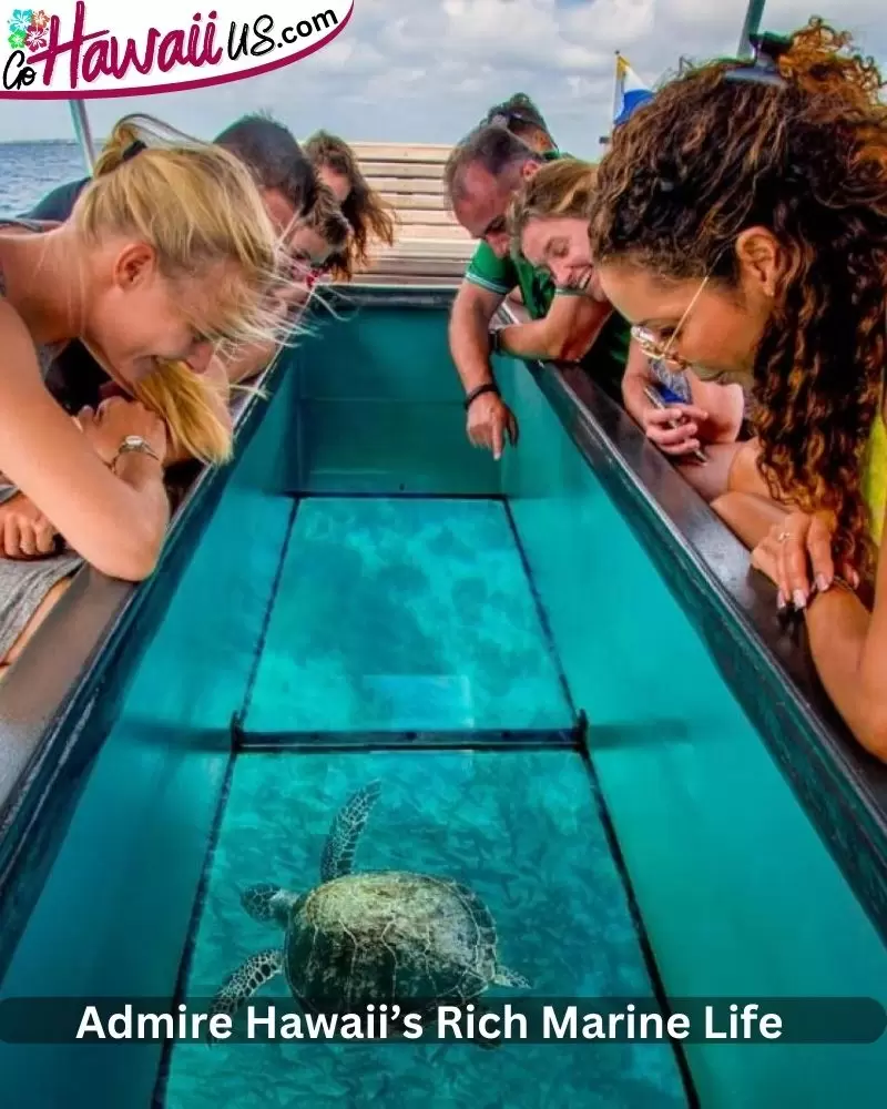  Admire Hawaii’s Rich Marine Life Safely From Glass Bottom Boats