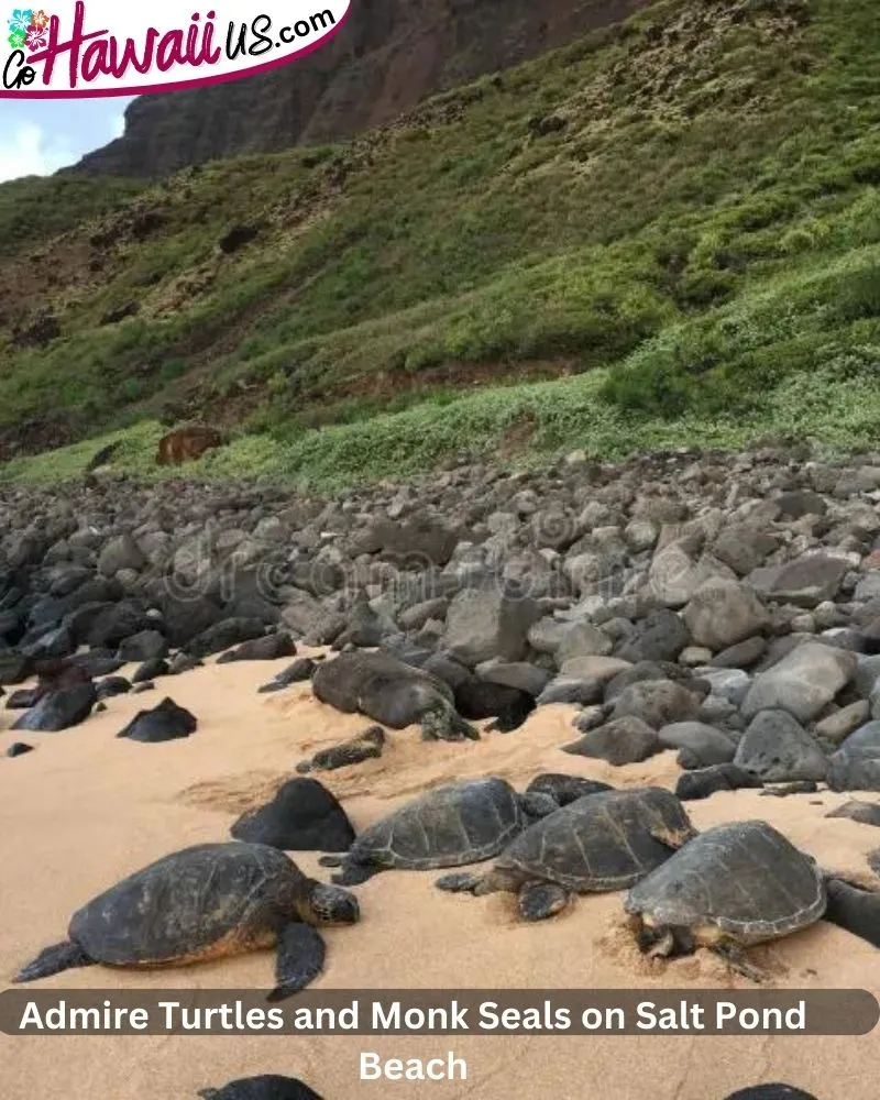 Admire Turtles and Monk Seals on Salt Pond Beach