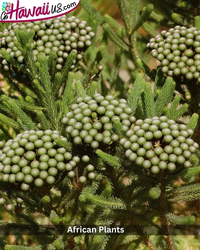 African Plants