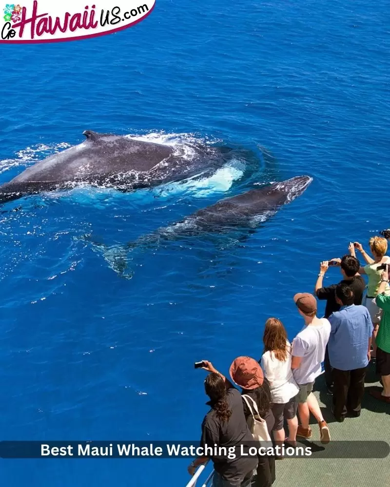 Best Maui Whale Watching Locations