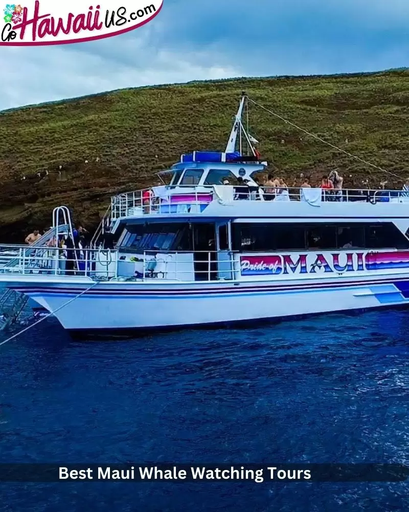 Best Maui Whale Watching Tours