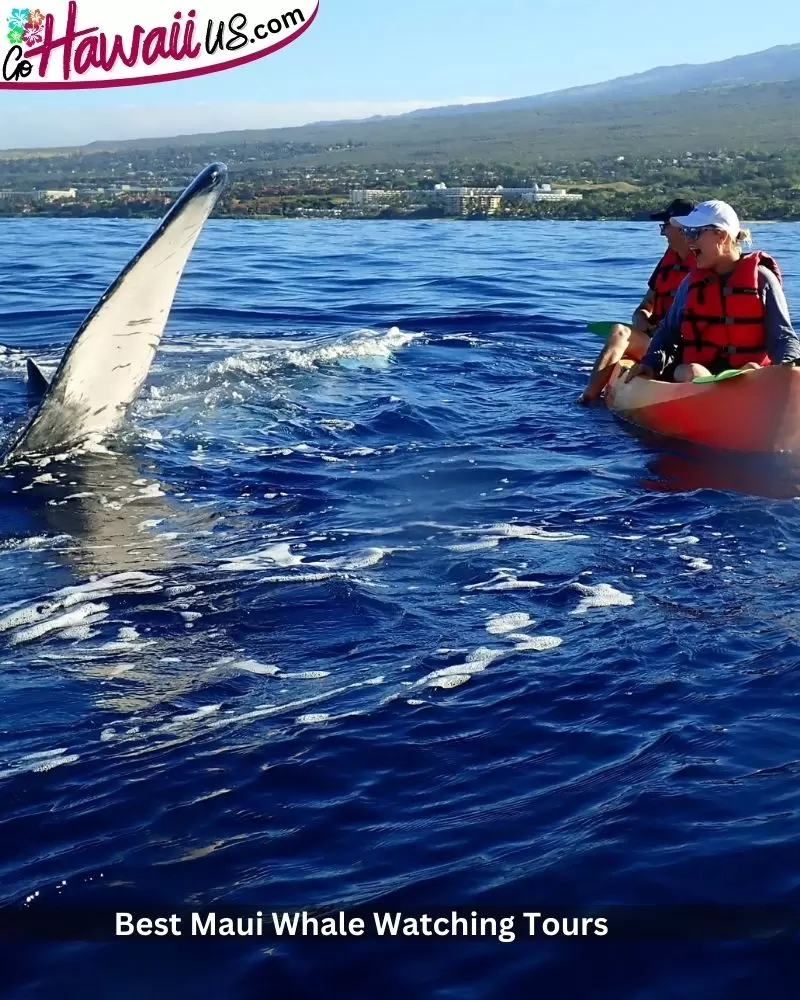 Best Maui Whale Watching Tours