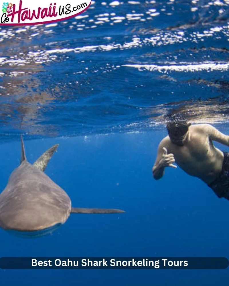 Best Oahu Shark Snorkeling Tours