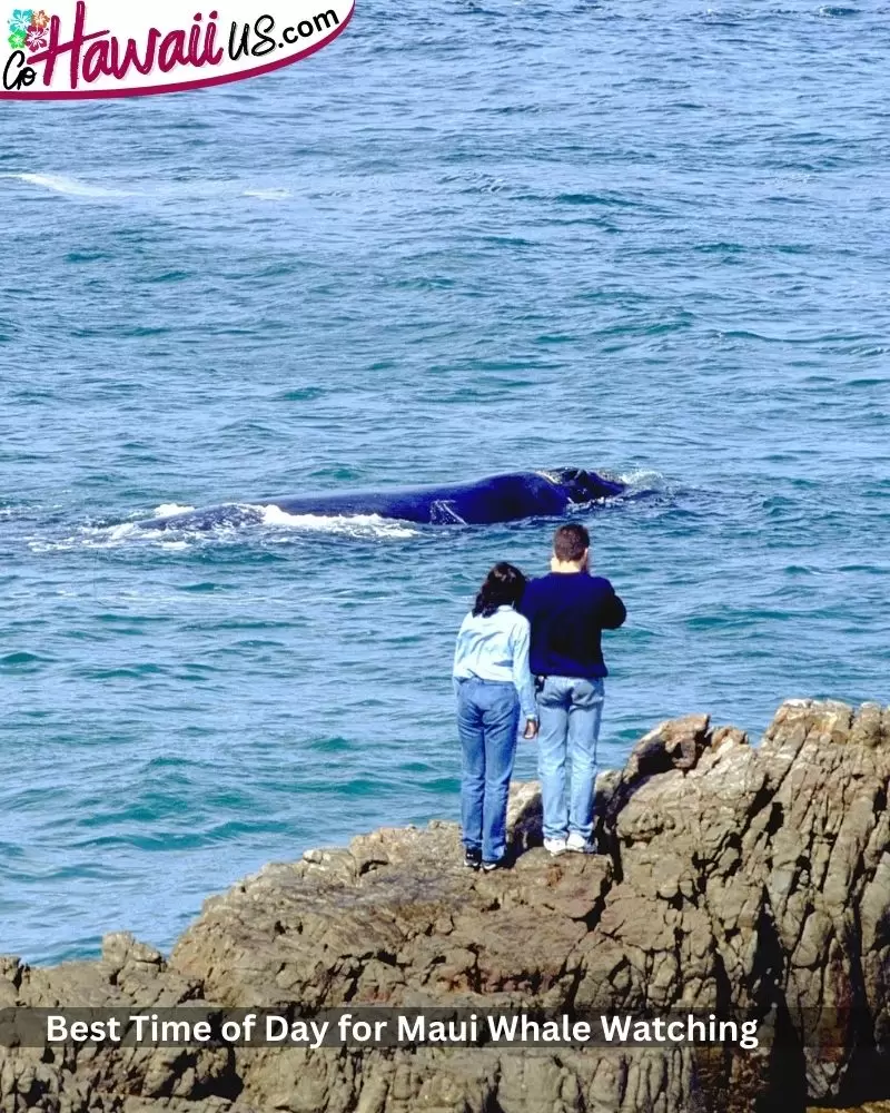 Best Time of Day for Maui Whale Watching