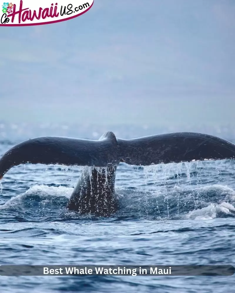  Best Whale Watching in Maui