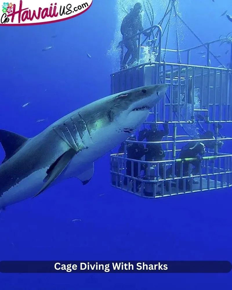 cage-diving-with-sharks