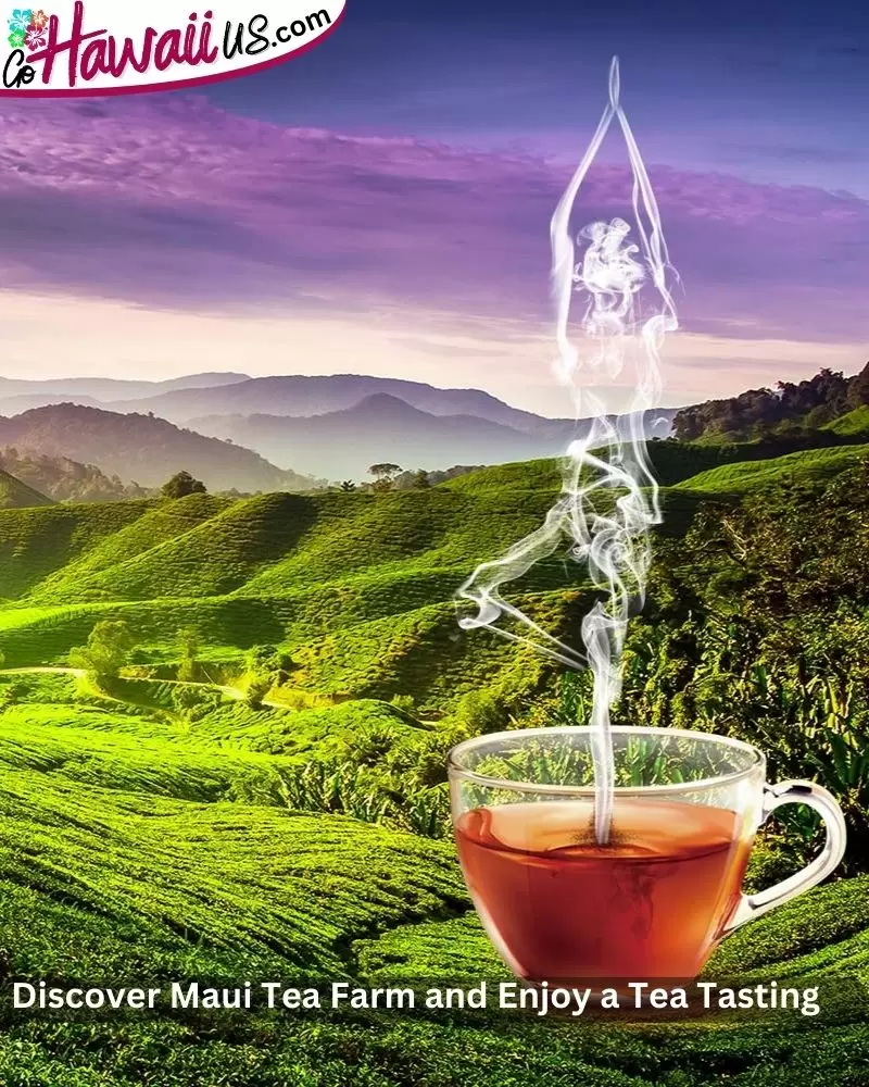 Discover Maui Tea Farm and Enjoy a Tea Tasting