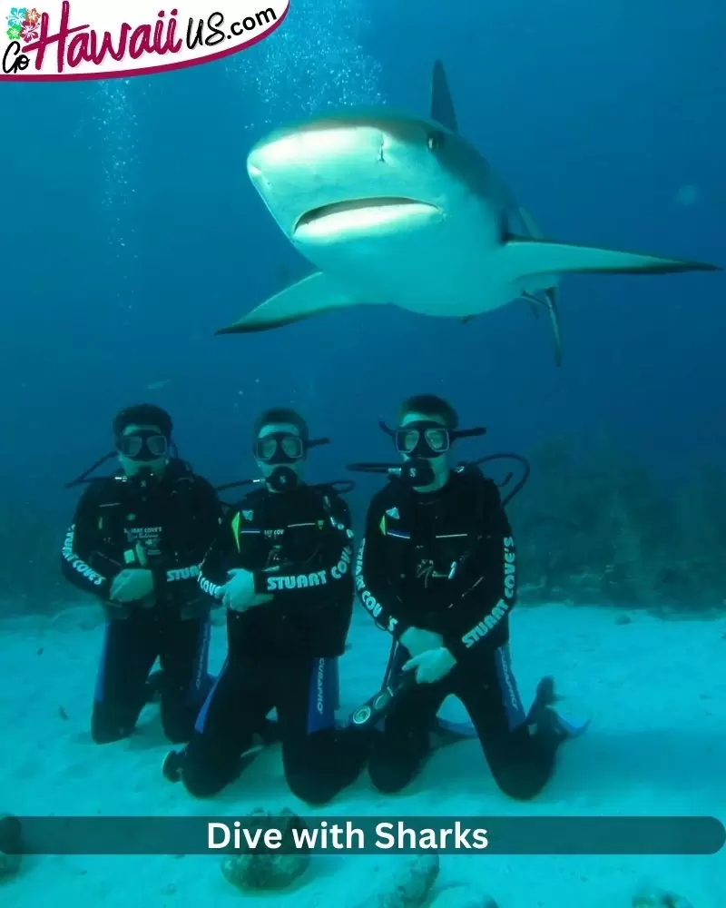 Dive with Sharks