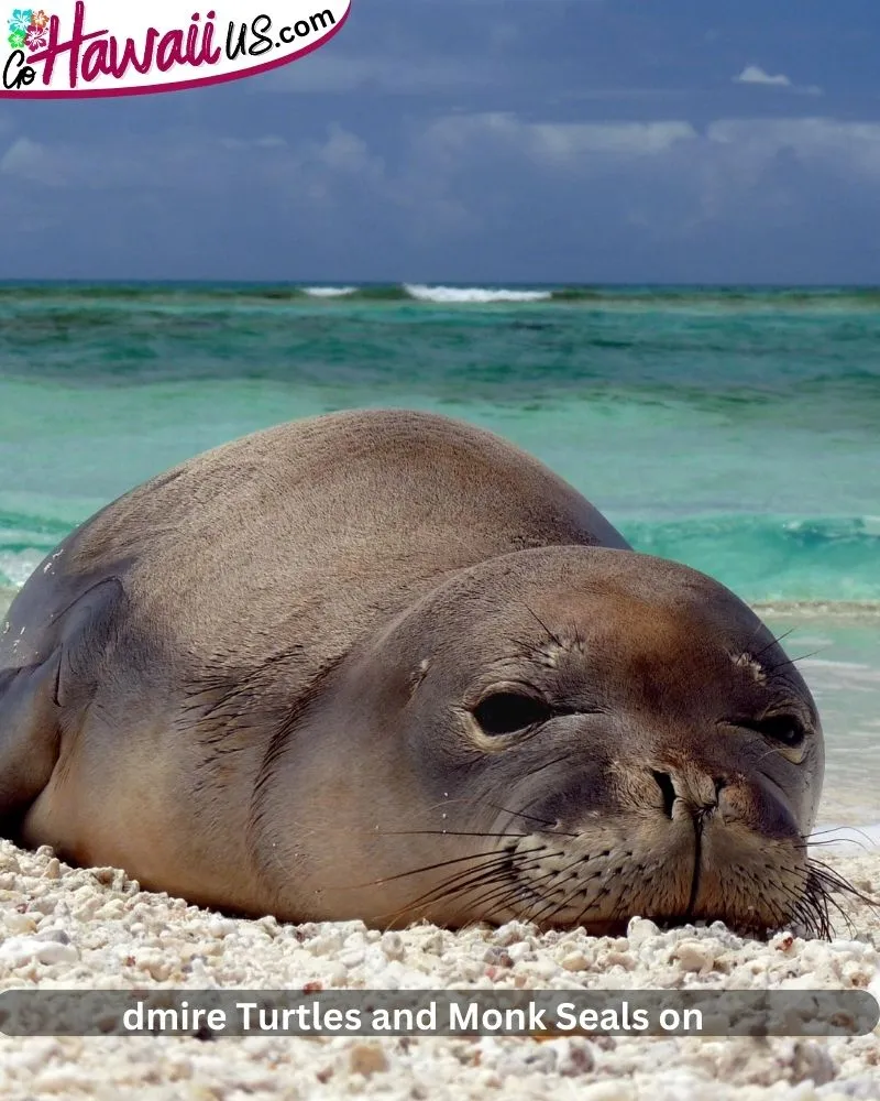 Admire Turtles and Monk Seals