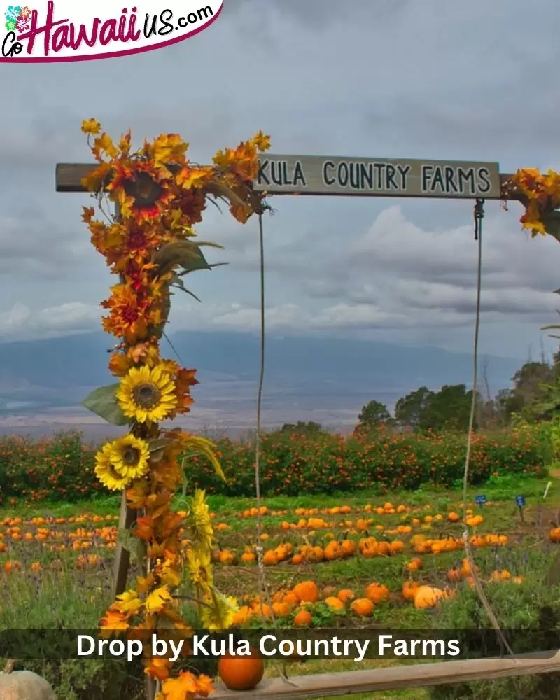 Drop by Kula Country Farms