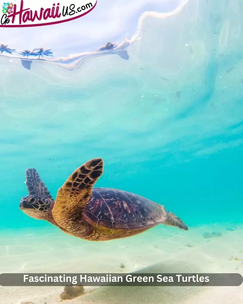 Fascinating Hawaiian Green Sea Turtles