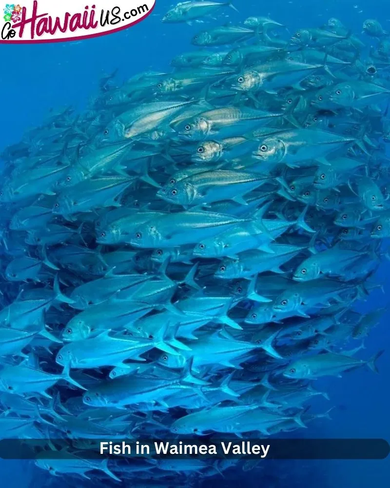 Fish in Waimea Valley 