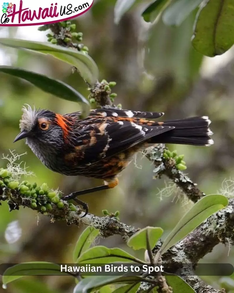 Hawaiian Birds to Spot 