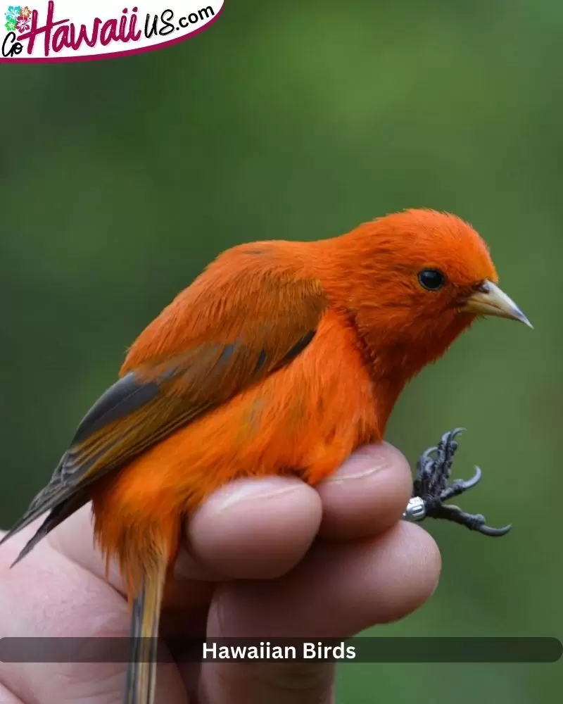 Hawaiian Birds