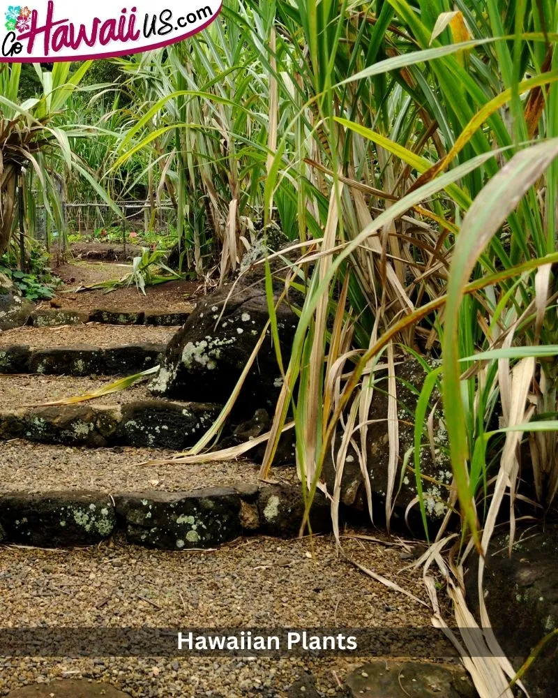 Hawaiian Plants