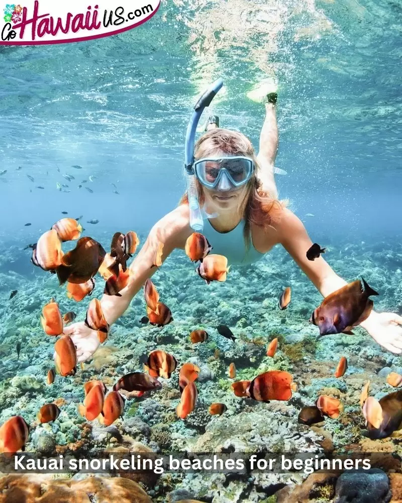 Kauai snorkeling beaches for beginners 