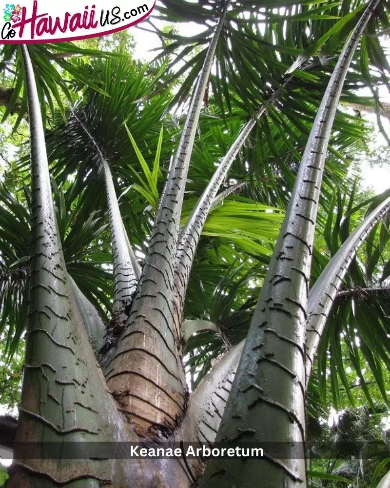  Keanae Arboretum