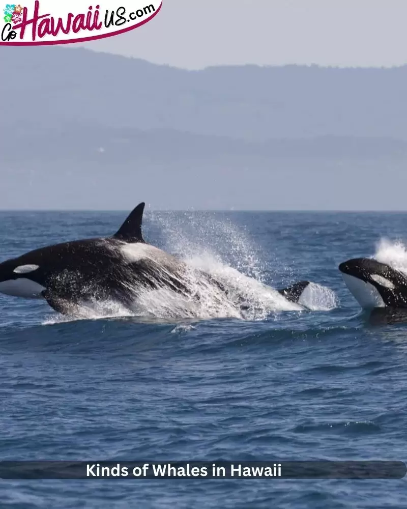 Kinds of Whales in Hawaii