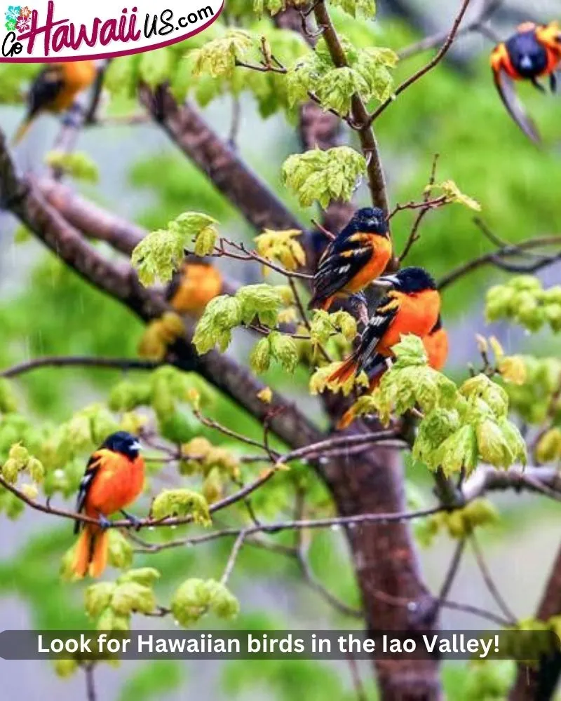 Look for Hawaiian birds in the Iao Valley!