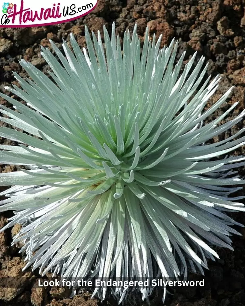  Look for the Endangered Silversword