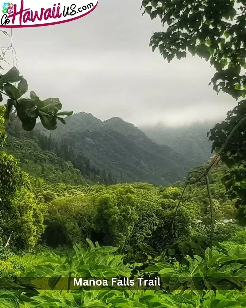  Manoa Falls Trail