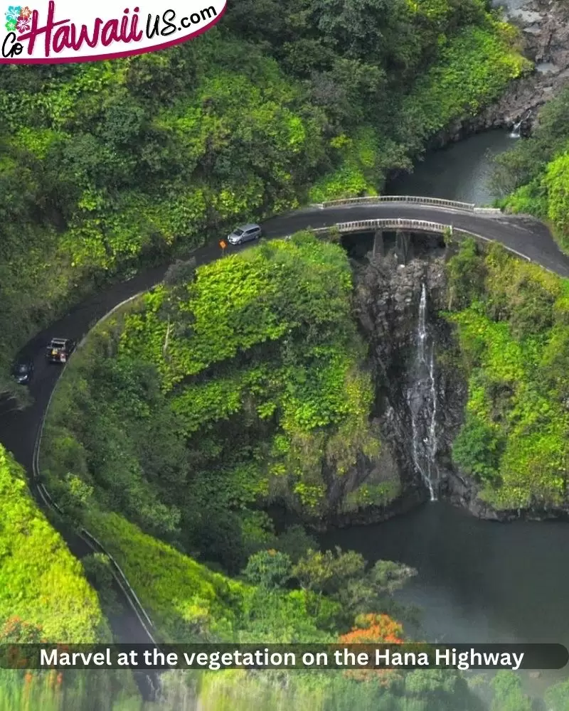 Marvel at the vegetation on the Hana Highway