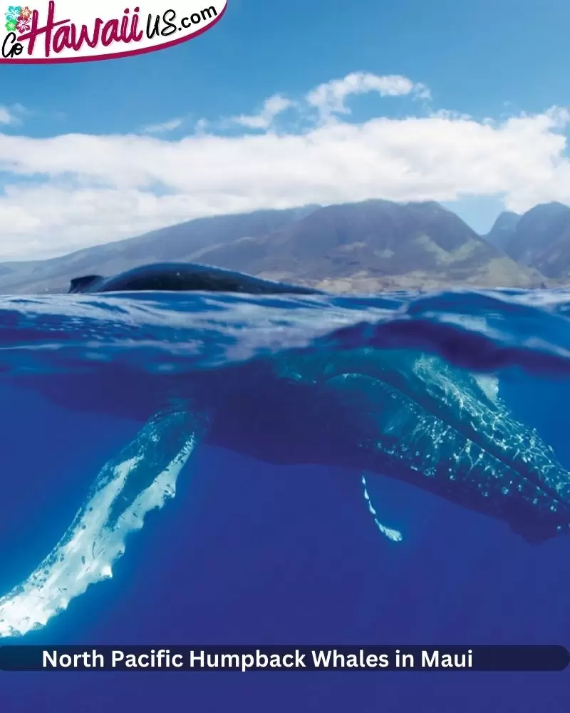 North Pacific Humpback Whales in Maui