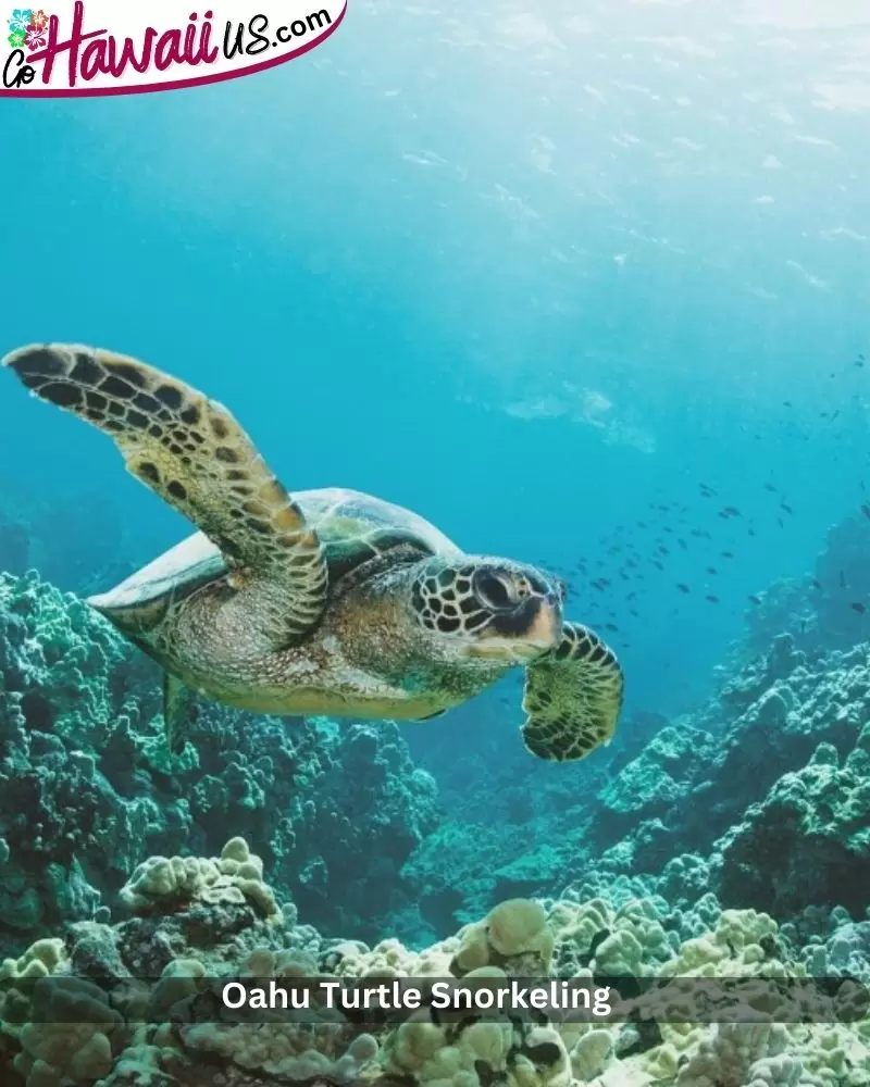 Oahu Turtle Snorkeling