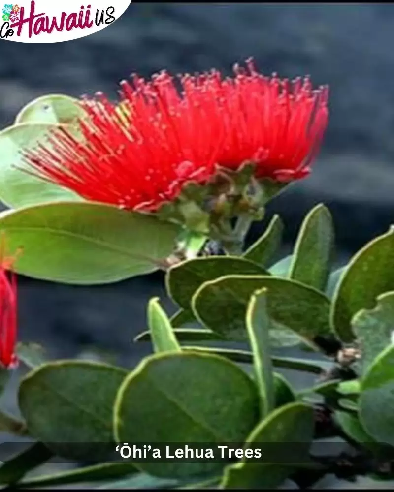 ‘Ōhi’a Lehua Trees