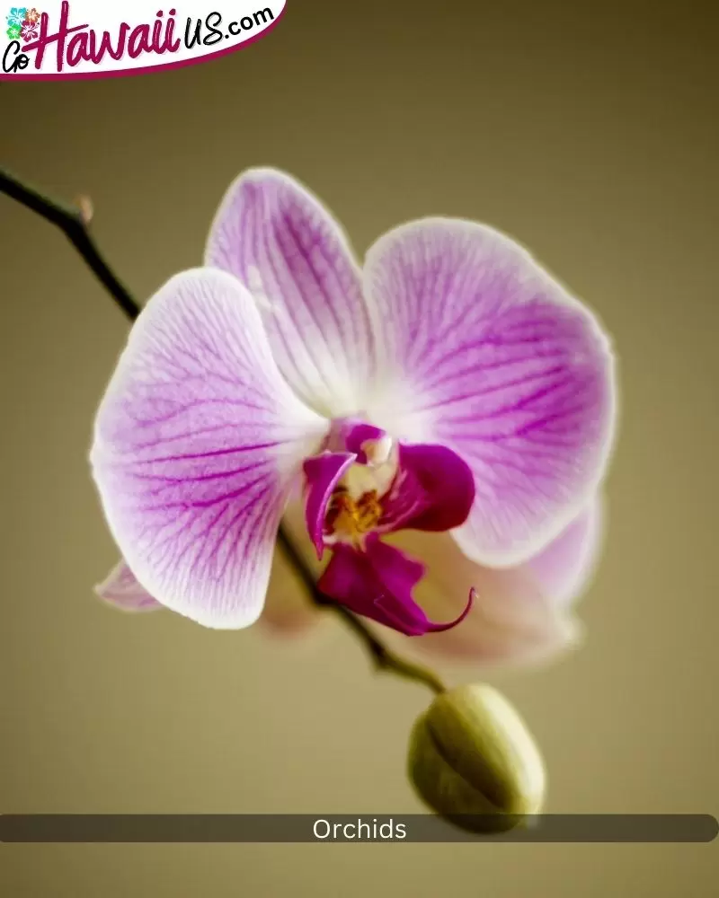 Orchids