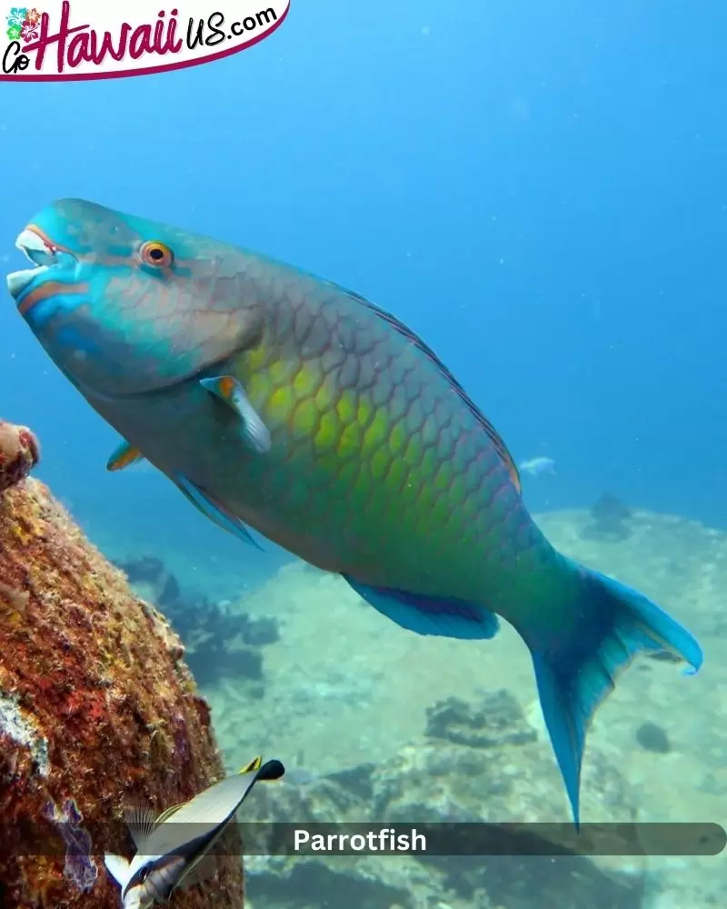 Parrotfish