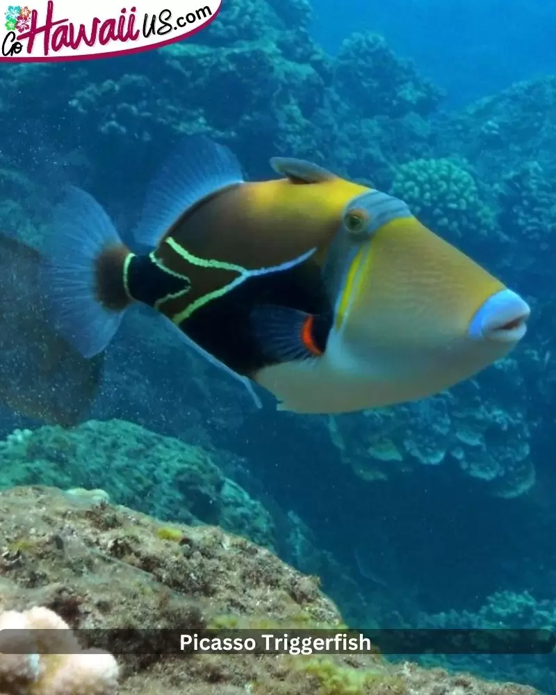 Picasso Triggerfish