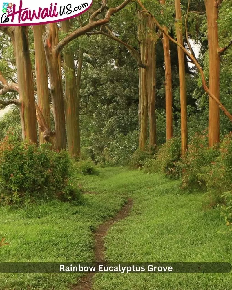 Rainbow Eucalyptus Grove