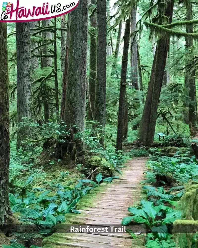 Rainforest Trail