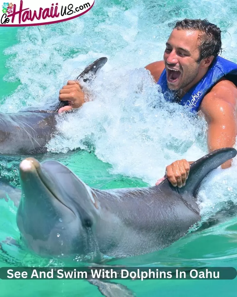 See And Swim With Dolphins In Oahu