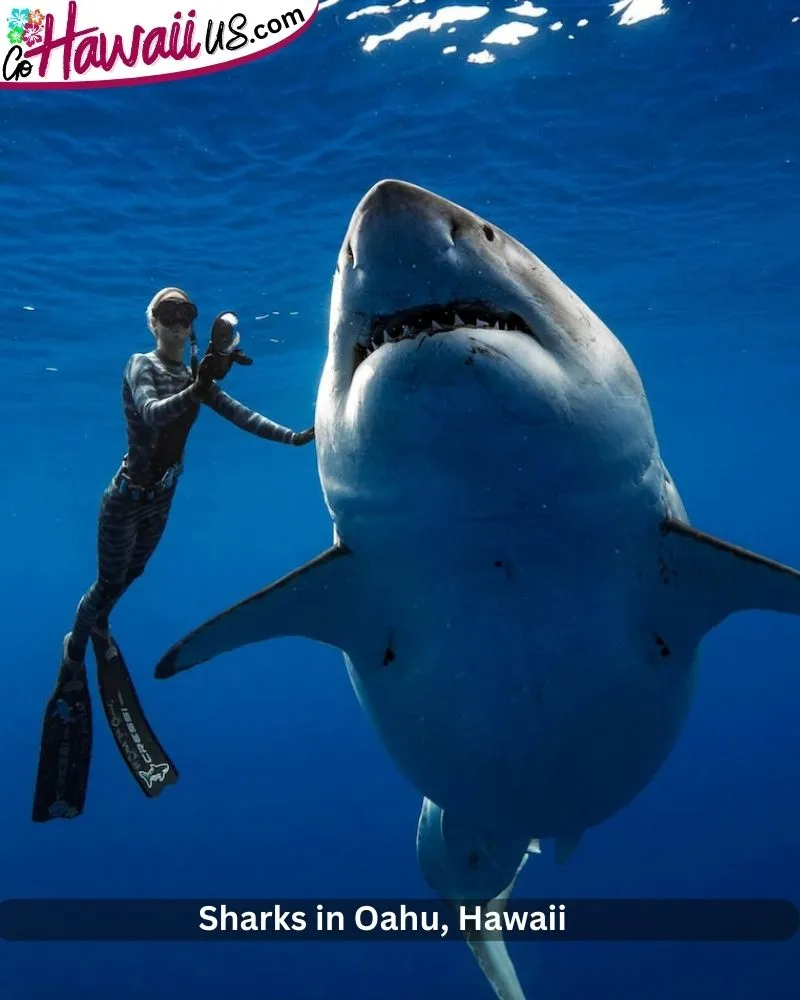 Sharks in Oahu, Hawaii