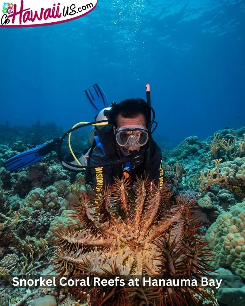 Snorkel Coral Reefs at Hanauma Bay