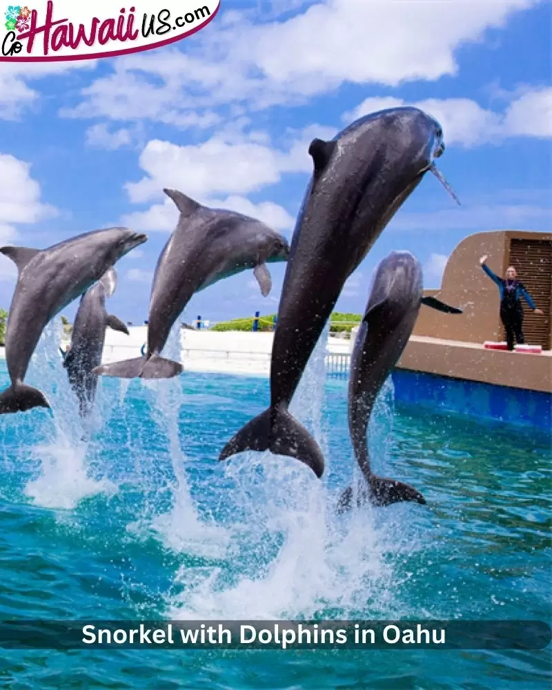 Snorkel with Dolphins in Oahu