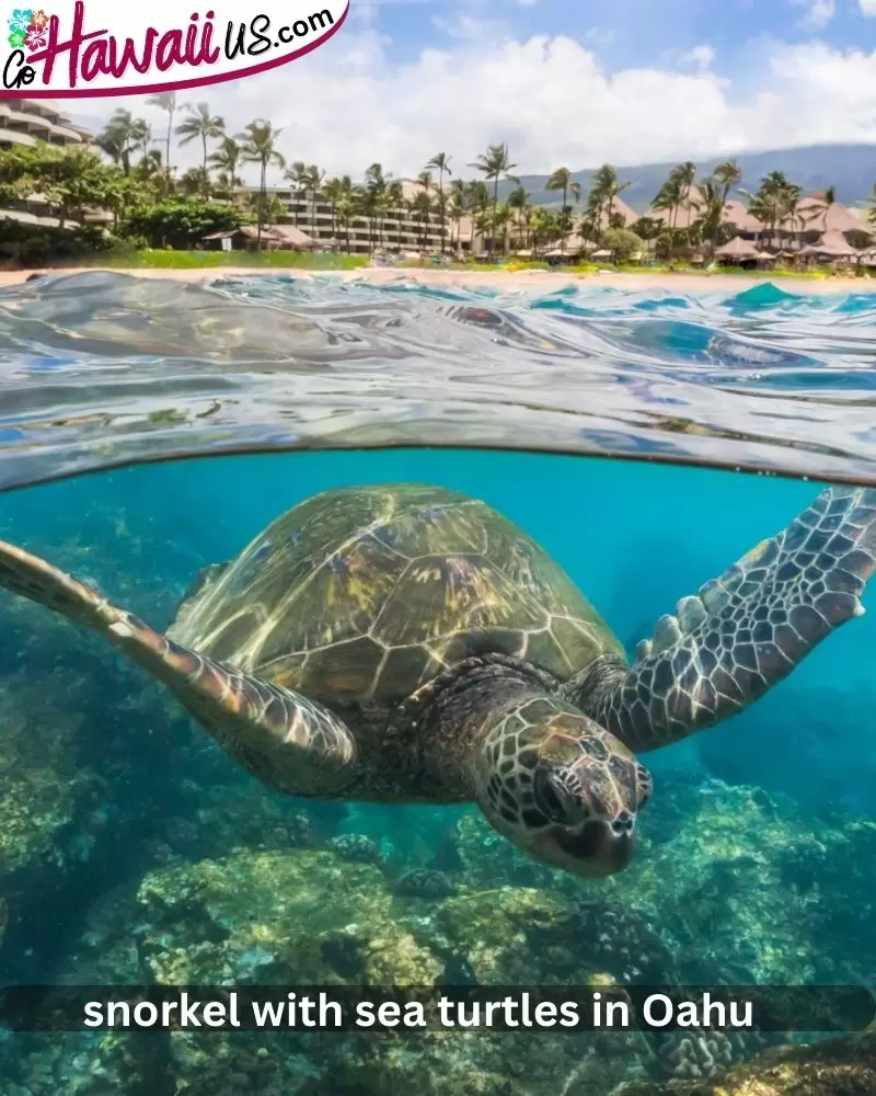 snorkel with sea turtles in Oahu