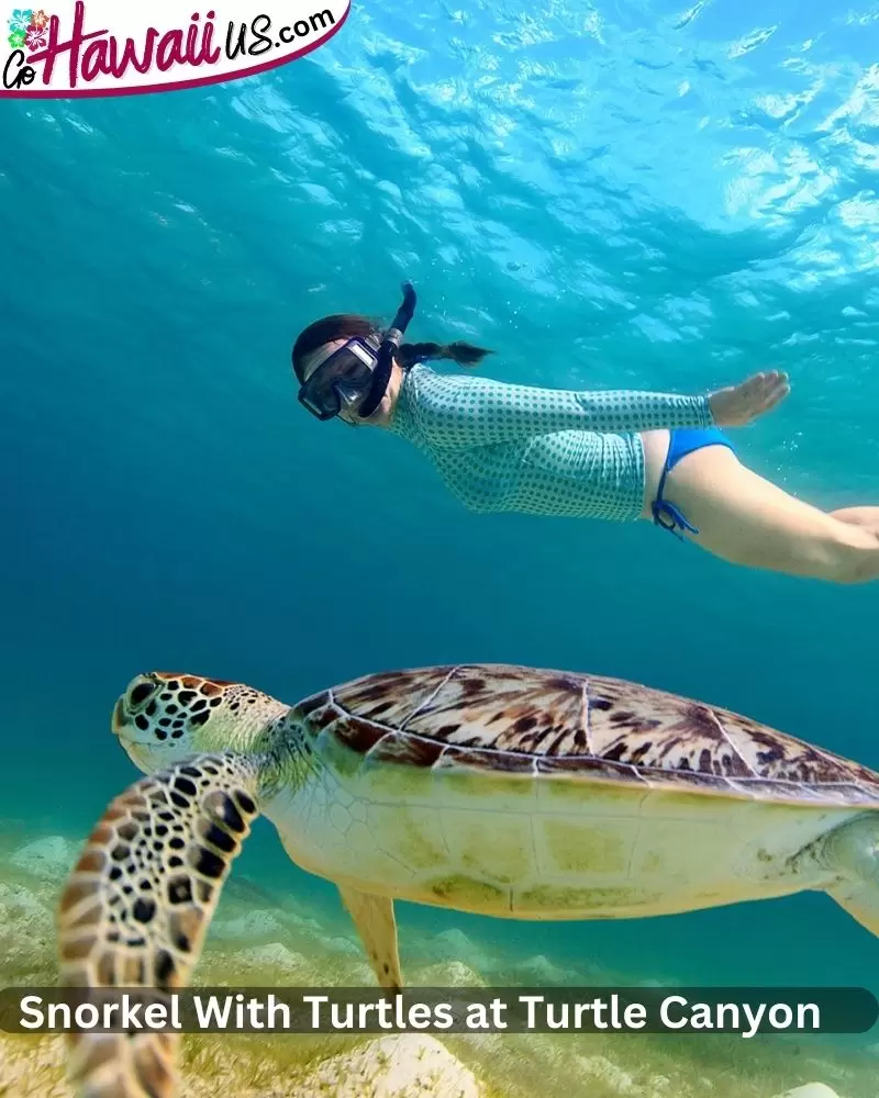 Snorkel With Turtles at Turtle Canyon