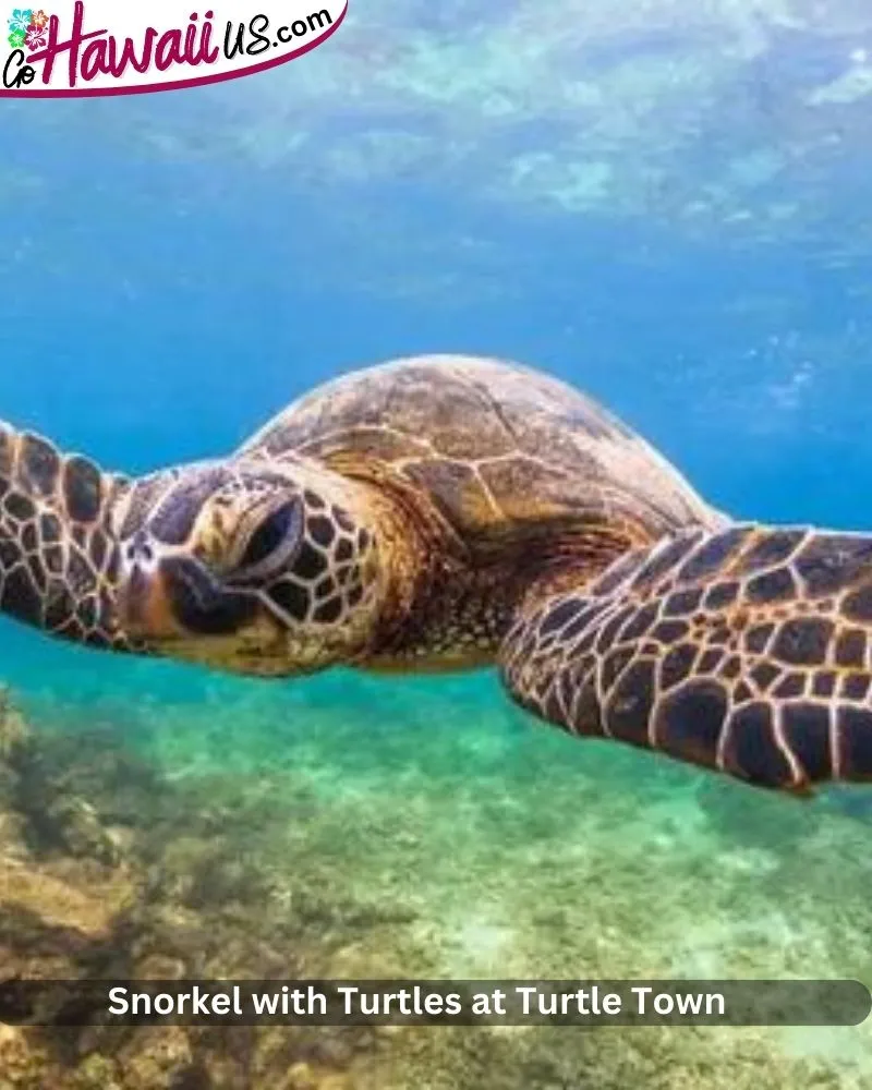 Snorkel with Turtles at Turtle Town