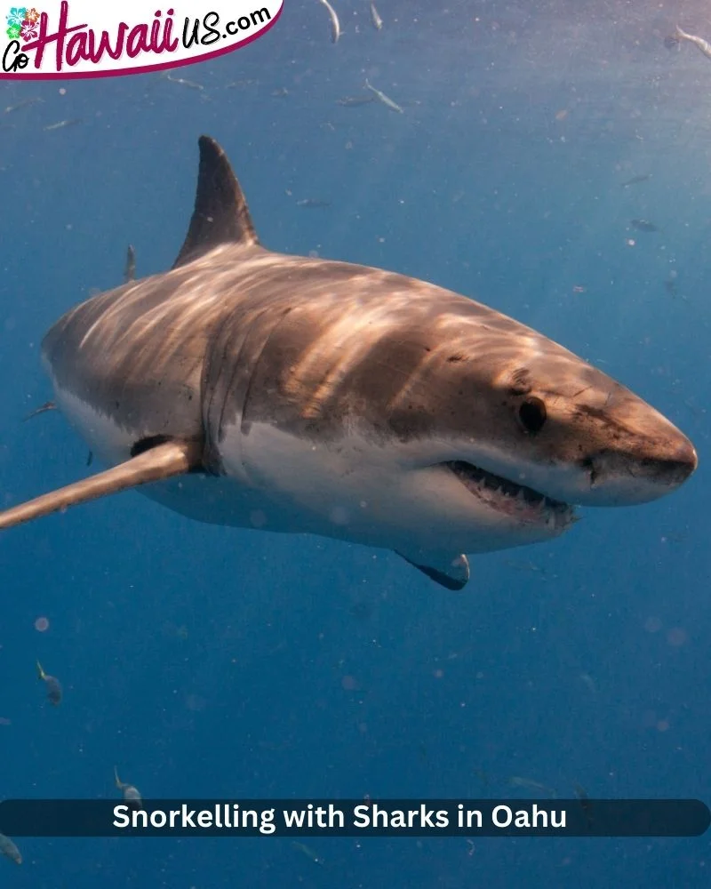 Snorkelling with Sharks in Oahu