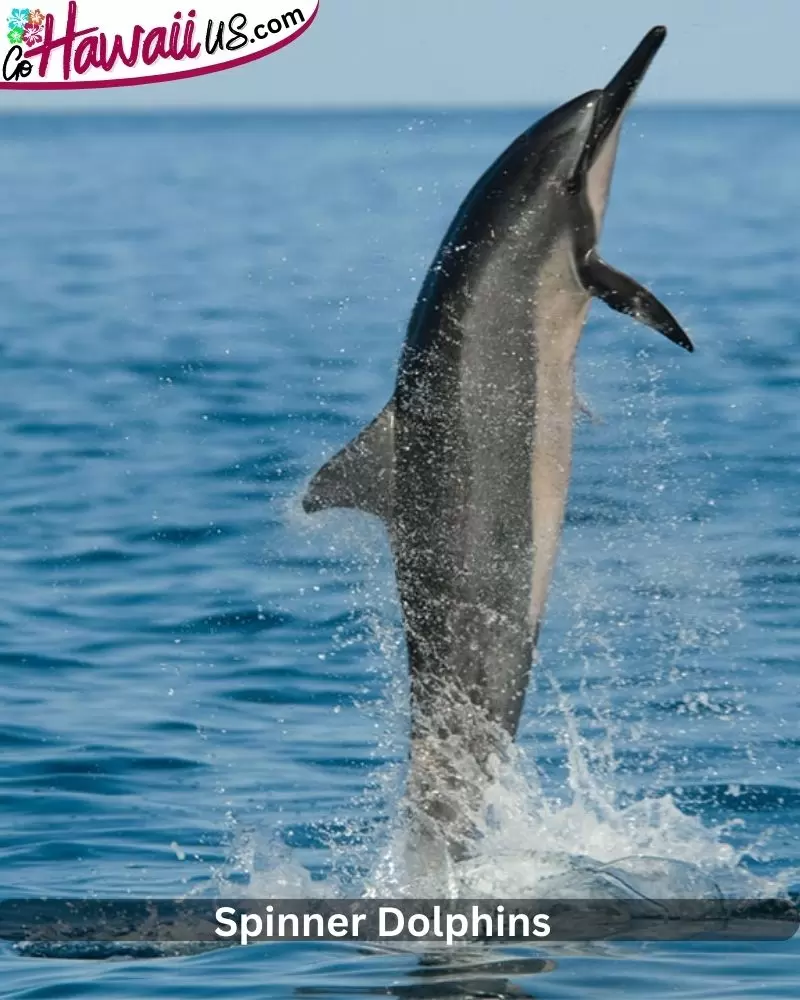 Spinner Dolphins