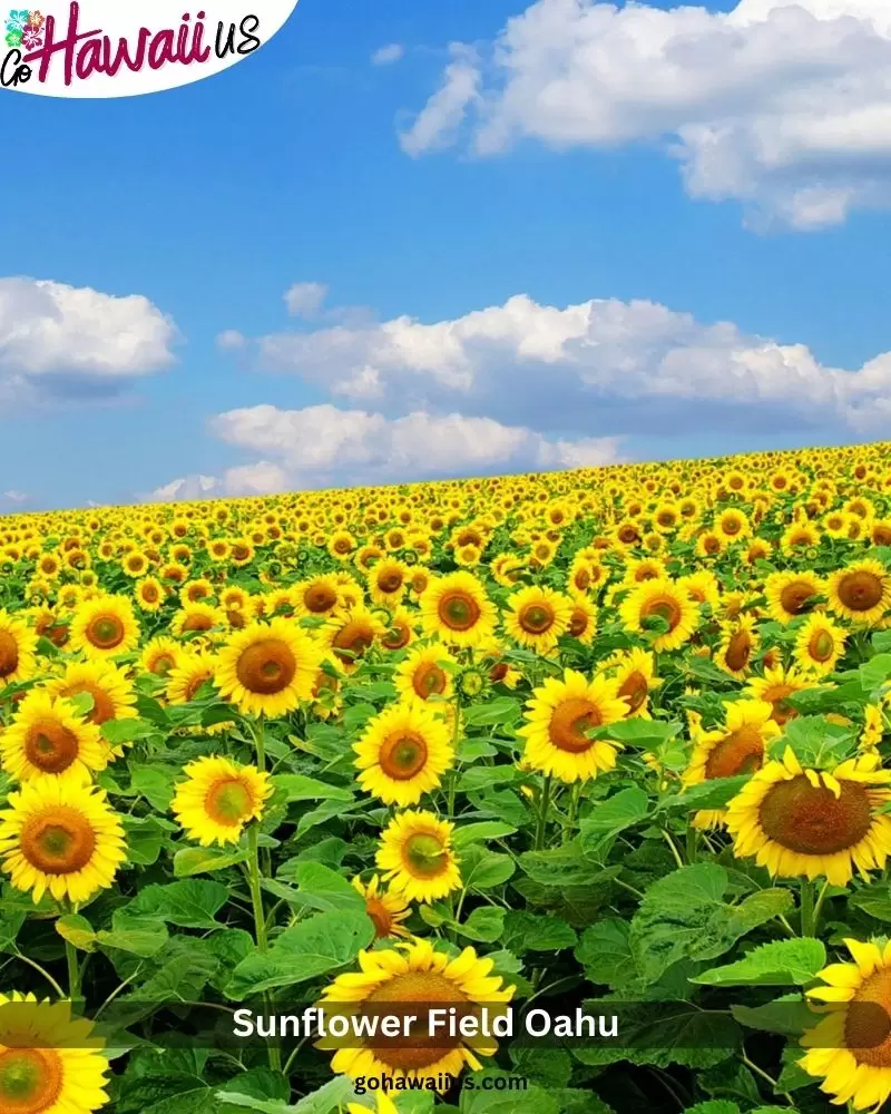 Sunflower Field Oahu