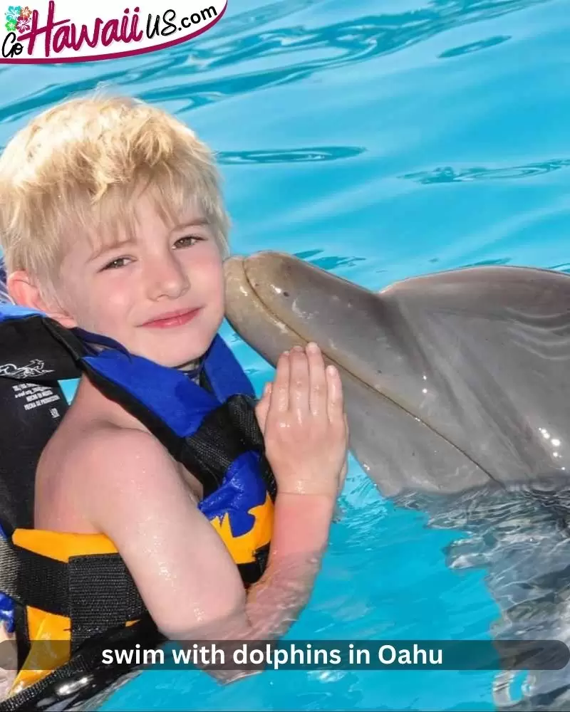 swim with dolphins in Oahu