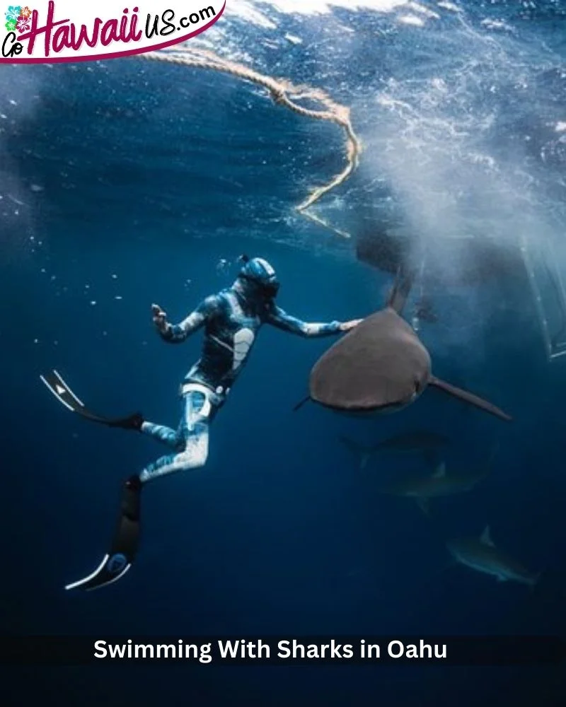 Swimming With Sharks in Oahu