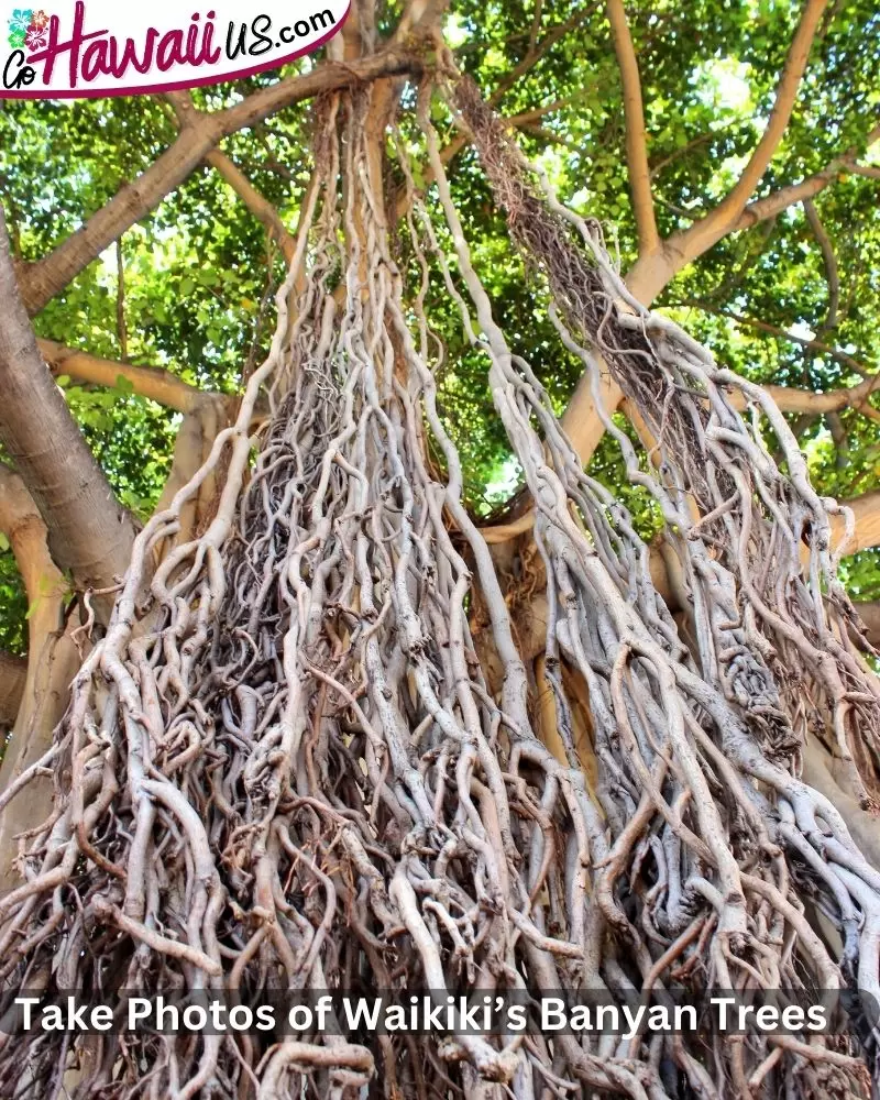 Take Photos of Waikiki’s Banyan Trees for Instagram